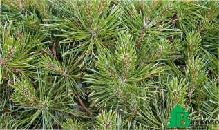 Сосна обыкновенная "Компресса" (Pinus sylvestris Compressa)