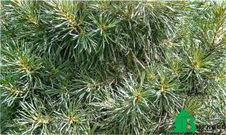 Сосна обыкновенная "Глобоза Виридис" (Pinus sylvestris Globosa Viridis)