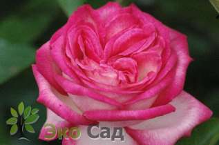 Роза "Антик 89" (Rosa "Antique89")