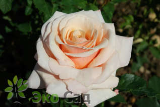 Роза "Поль Рикар" (Rose Paul Ricard) 