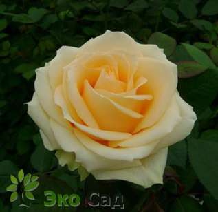 Роза "Пич Аваланш" (Rose Peach Avalanche)