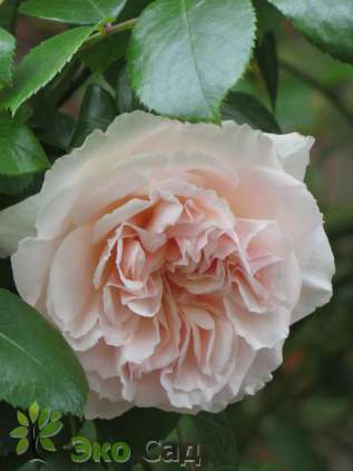 Роза "Пенни Лейн" (Rose Penny Lane)