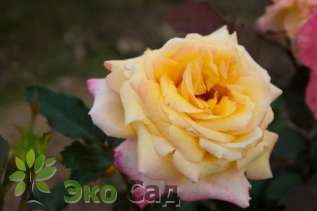 Роза "Репаблика ди Сан-Марино" (Rose Repubblika di San Marino) 