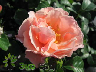 Роза "Твигги'с Роуз" (Twiggy's Rose)