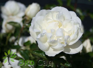 Роза "Уайт Мейдиланд" (Rose 'White Meidiland')