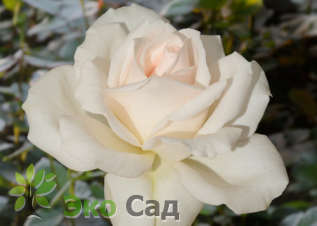Роза "Гранд Могул" (Rose Grand Mogul)