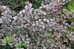 Барбарис Тунберга "Дарт'с Ред Леди" (Berberis thunbergii 'Dart's Red Lady')