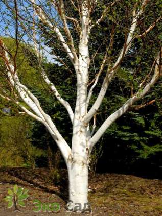 Береза полезная "Дооренбос" ( Betula utilis  'Doorenbos')