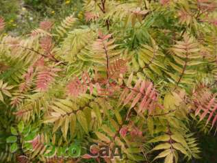 Рябинник рябинолистный "Сем" Sorbaria sorbifolia "Sem"