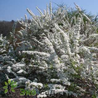 Спирея серая "Грефшейм" (Spiraea cinerea "Grefsheim")