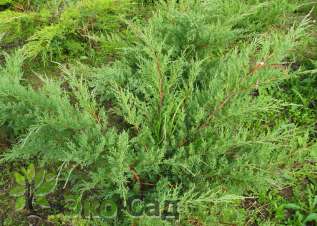 Можжевельник пфитцериана "Минт Джулеп" (Juniperus pfitzeriana Mint Julep)