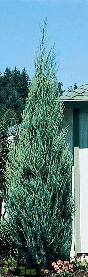 Можжевельник скальный "Скайрокет" (Juniperus scopulorum Skyrocket)