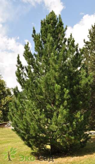 Сосна кедровая европейская (Pinus cembra)