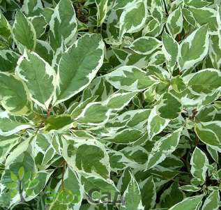 Дерен (свидина) белый "Элегантиссима" (Cornus alba Elegantissima)