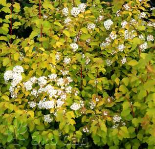 Спирея Вангутта "Голд Фонтан" (Spiraea vanhouttei "Gold Fountain")