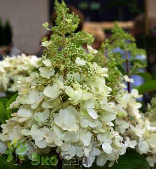 Гортензия метельчатая "Кэндллайт" (Hydrangea paniculata Candlelight)