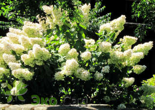 Гортензия метельчатая "Юник" (Hydrangea paniculata 'Unique')