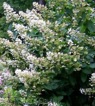 Гортензия метельчатая (Hydrangea paniculata 30-PB)