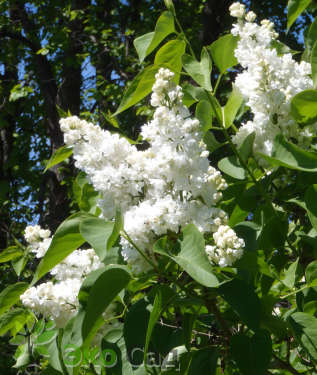 Сирень обыкновенная "Мадам Лемуан" (Syringa vulgaris "Madame Lemoine")