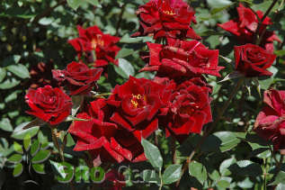 Роза миниатюрная "Дарк Ред" (Rose miniature "Dark red")