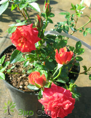 Роза "Оранж Бьюти" (Rosa Orange Beauty)