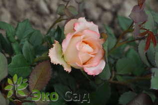 Роза "Дуэт"  Rose'Duett'