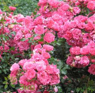 Роза "Хайдитраум" ("Флауэр Карпет") (Rose  'Heiditraum' ('Flower Carpet')