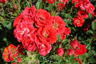 Роза "Чарминг кавер" (Rose 'Charming cover')