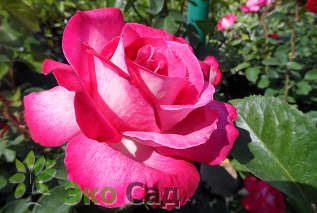 Роза "Роз Гожар" Rose 'Rose Gaujard'