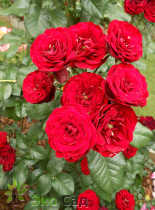 Роза "Лаваглют"  (Rose 'Lavaglut')  