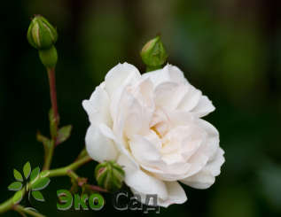 Роза "Свани" (Rose  'Swany')