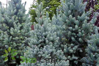 Ель колючая "Глаука" (Picea pungens 'Glauca')
