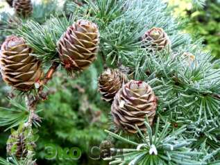 Лиственница европейская (Larix decidua)