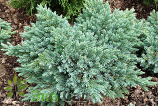 Можжевельник чешуйчатый "Блю Стар" (Juniperus squamata 'Blue Star')