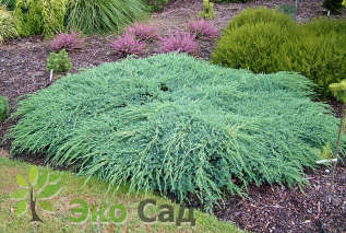 Можжевельник чешуйчатый "Блю Карпет" (Juniperus squamata 'Blue Carpet')