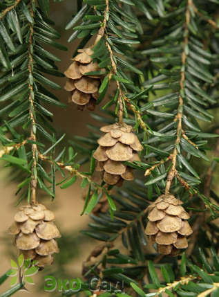 Тсуга канадская (Tsuga canadensis)