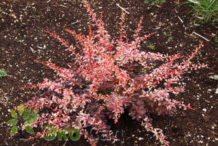 Барбарис Тунберга "Пинк Эттрекшн" (Berberis thunbergii 'Pink Attraction')