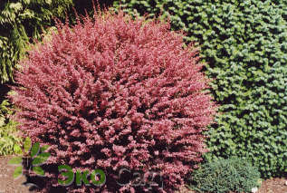 Барбарис Тунберга "Пинк Куин" (Berberis thunbergii 'Pink Queen')