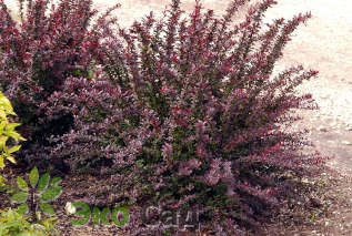 Барбарис Тунберга "Ред Чиф" (Berberis thunbergii 'Red Chief')