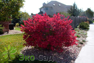 Бересклет крылатый (Euonymus alatus)