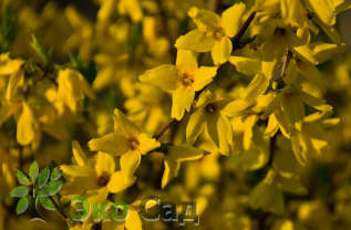 Форзиция промежуточная "Беатрикс Фарранд" (Forsythia intermedia 'Beatrix Farrand')