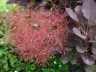 Скумпия кожевенная "Роял Пёпл" (Cotinus coggygria 'Royal Purple')