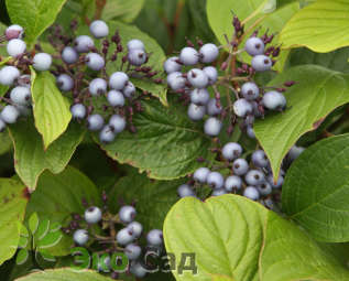 Дерен (свидина) белый "Сибирика" (Cornus alba 'Sibirica')