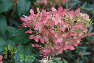 Гортензия метельчатая "Пинк Леди" (Hydrangea paniculata 'Pink Lady')