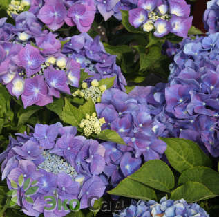 Гортензия крупнолистная "Блаумайзе" (Hydrangea macrophylla 'Blaumeise')