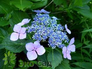 Гортензия крупнолистная "Блю Вейв" (Hydrangea macrophylla 'Blue Wave')