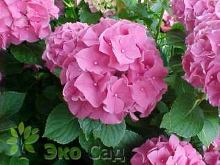 Гортензия крупнолистная "Букет Роуз" (Hydrangea macrophylla 'Bouquet Rose')