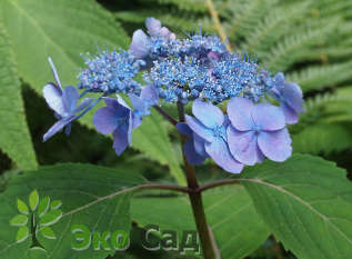 Гортензия пильчатая "Виерле" (Hydrangea serrata 'Veerle')