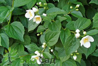 Чубушник венечный (Philadelphus coronarius)