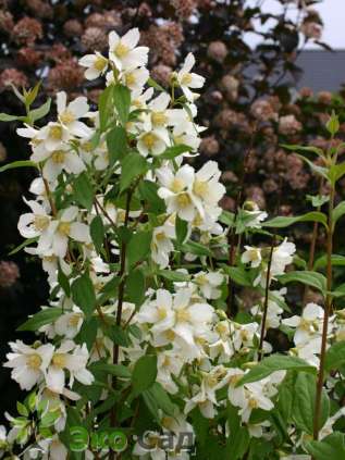 Чубушник "Эректус" (Philadelphus 'Erectus')